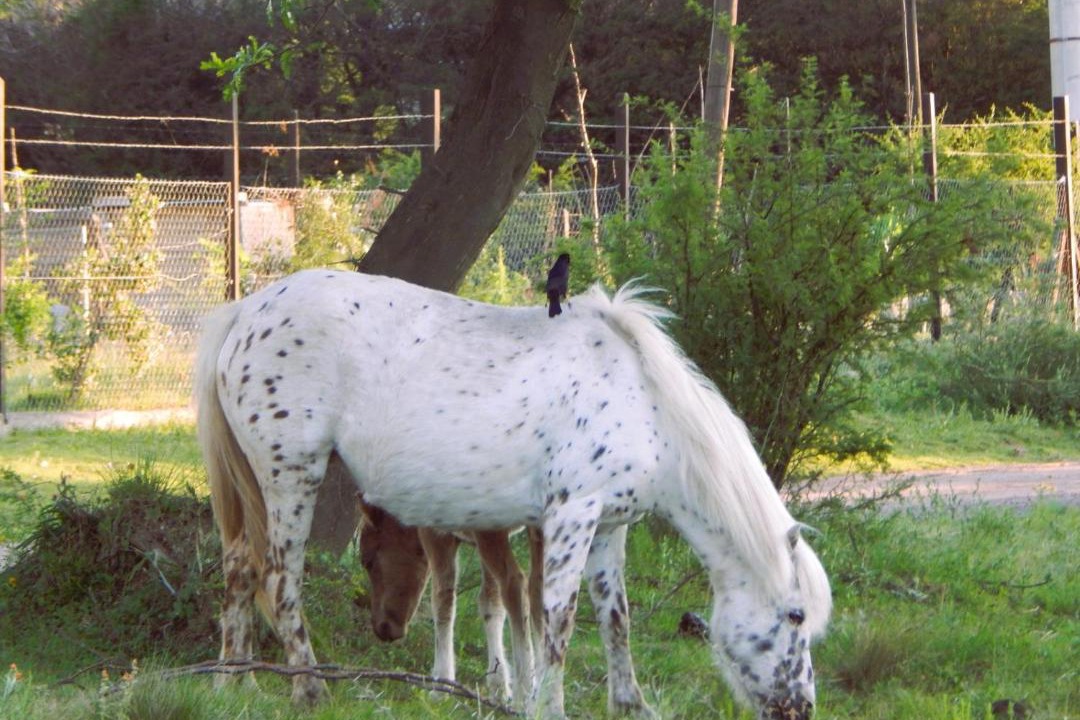 Photo of Others in Villa Giardino