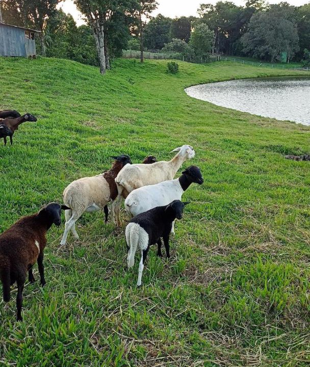 Photo of Others in Anchieta
