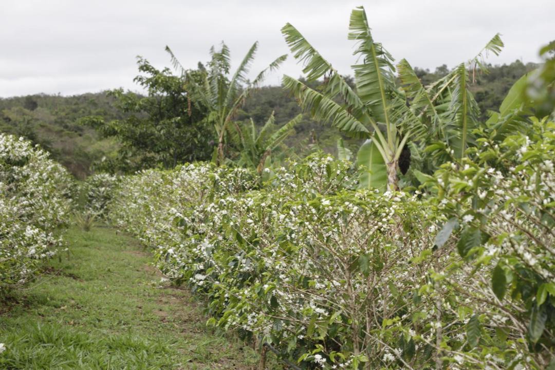 Photo of Others in Ibicoara
