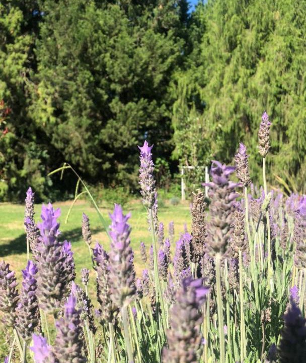 Photo of Others in Villa Giardino