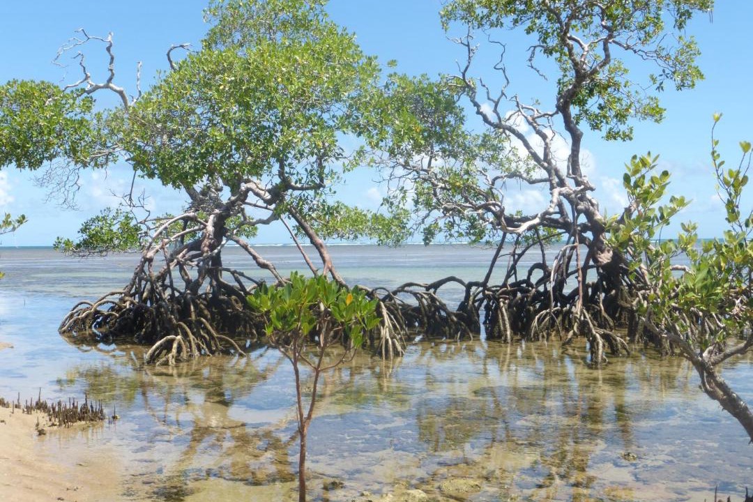 Photo of Others in Ilha de Boipeba