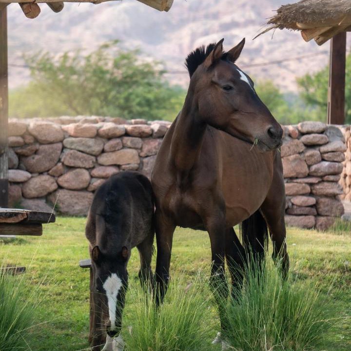 Photo of Others in Cafayate