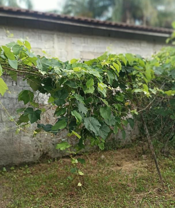 Photo of Outdoor in Mongagua