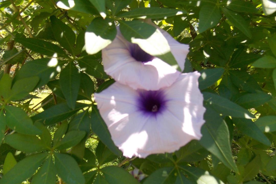 Photo of Outdoor in Nono