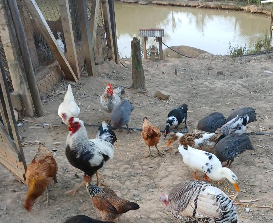 Photo of Others in Monte Alegre do Sul