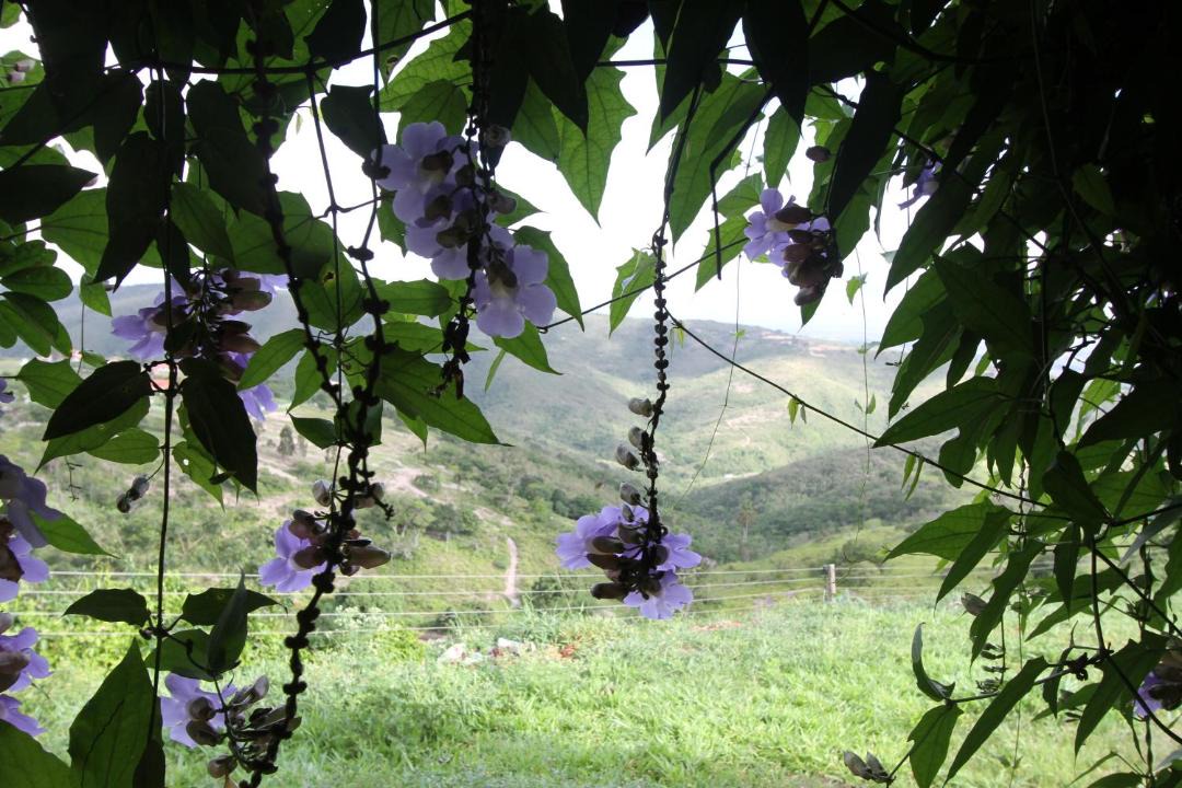 Photo of Others in Cha Grande