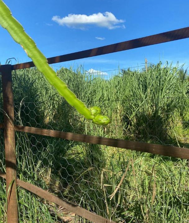 Photo of Outdoor in Buritama