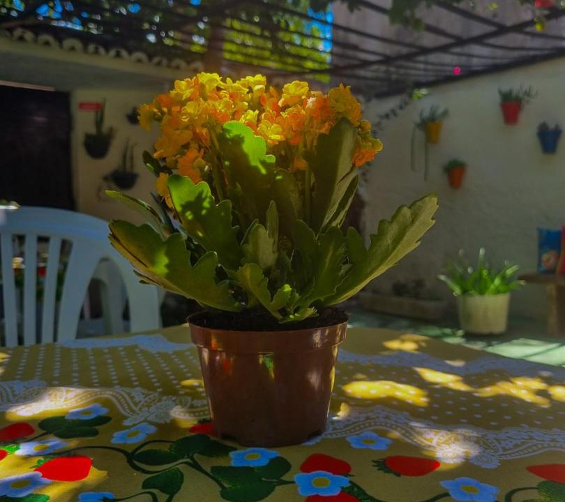 Photo of Patio Balcony in Centro