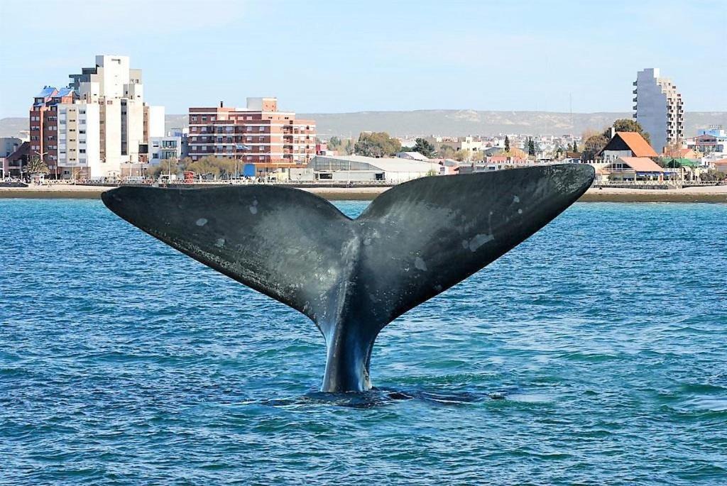 Photo of Others in Puerto Madryn