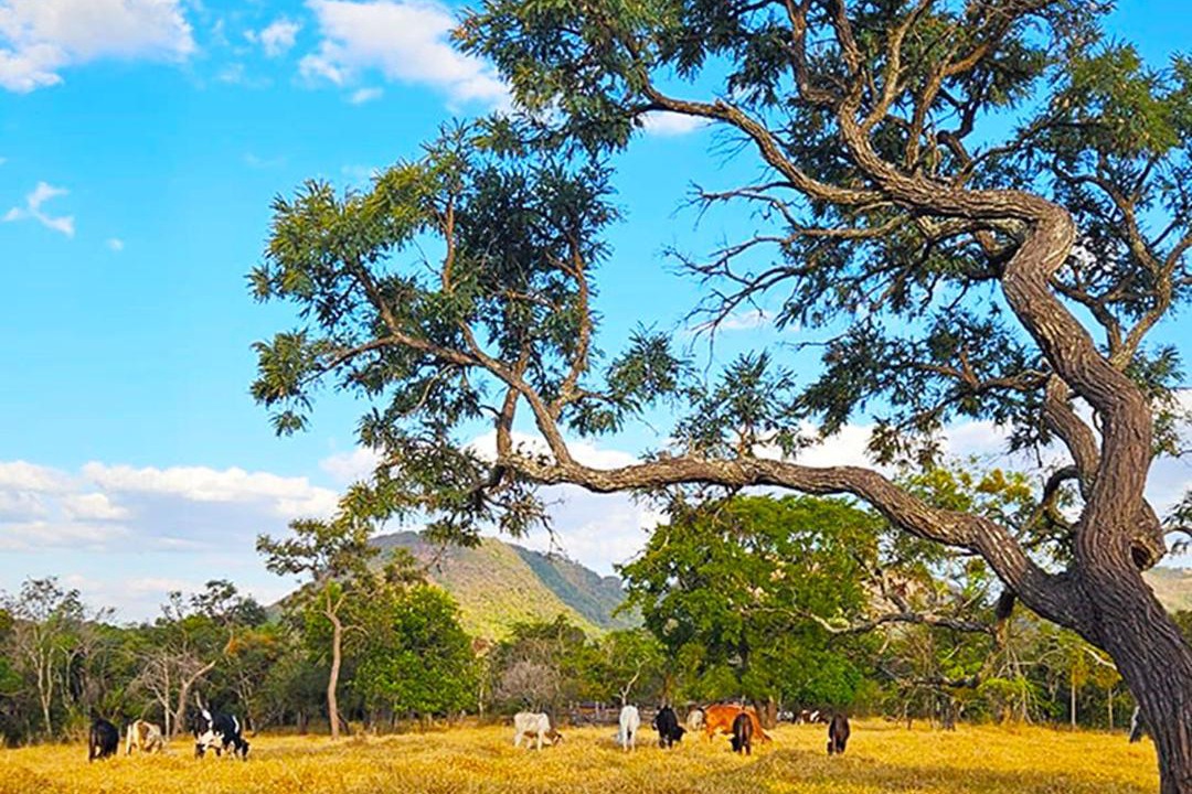 Photo of Others in Santo Antonio da Alegria
