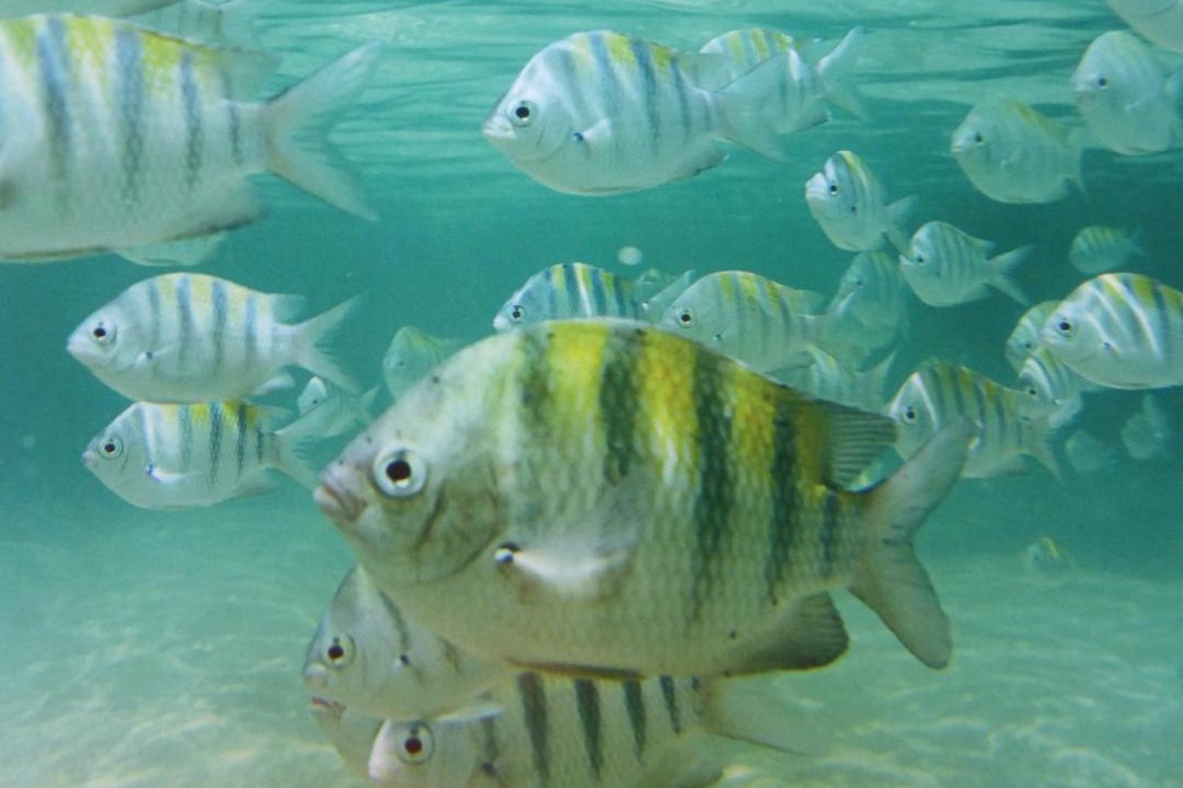 Photo of Others in Ilha de Boipeba
