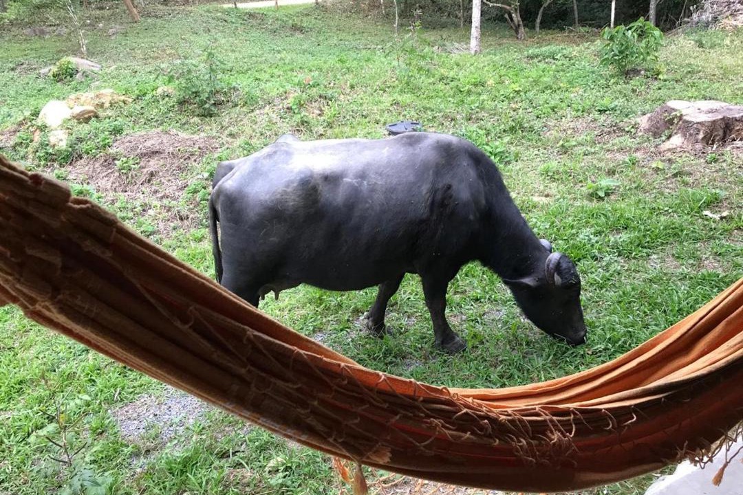 Photo of Others in Iporanga