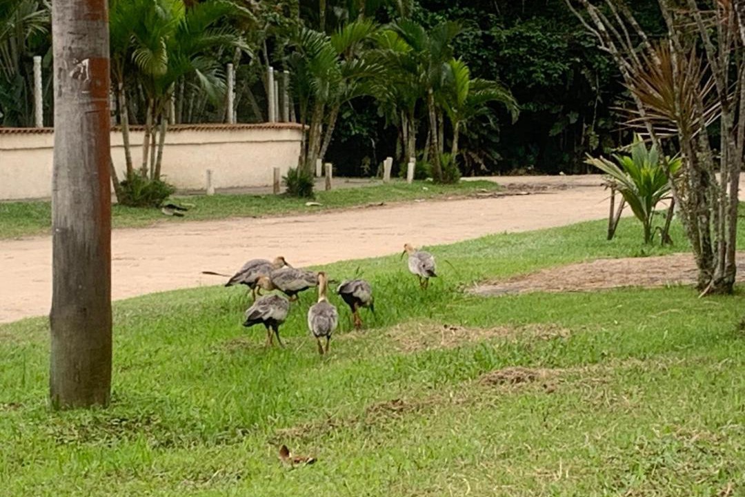 Photo of Others in Sao Lourenco