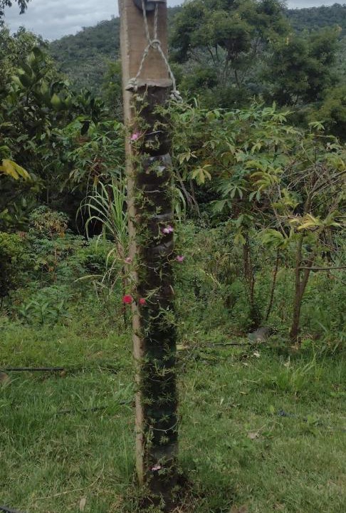 Photo of Others in Jacobina