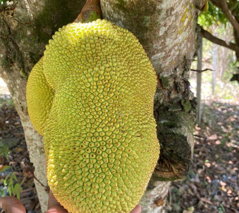 Photo of Others in Ibicoara