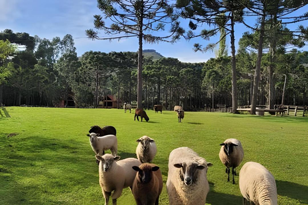 Photo of Others in Sao Joaquim