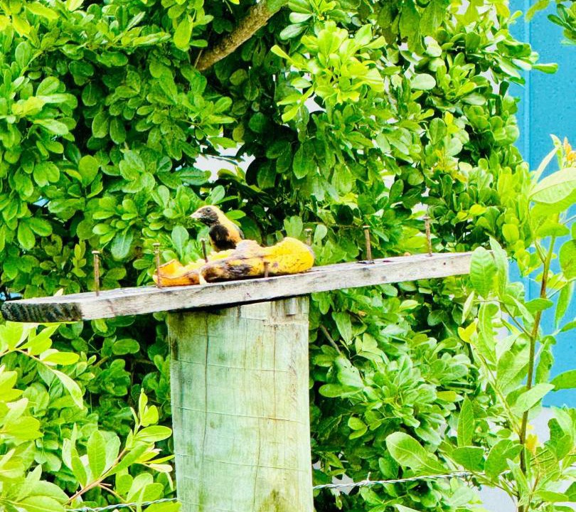 Photo of Others in Caraiva
