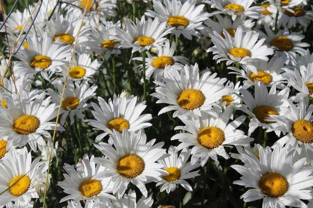 Photo of Others in Copahue
