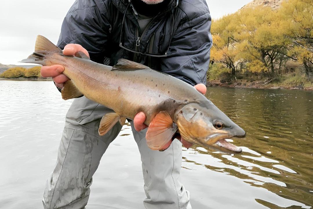 Photo of Others in Junin de los Andes