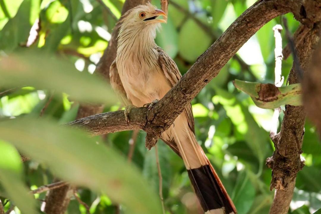 Photo of Others in Bonito