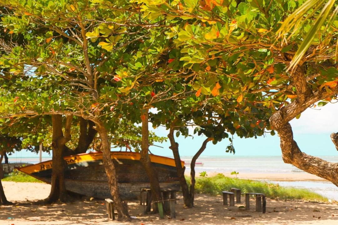Photo of Others in Japaratinga