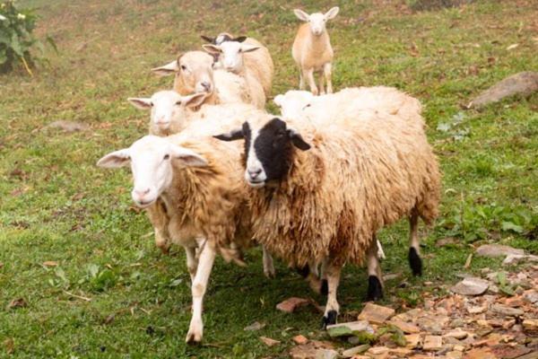 Photo of Others in Doutor Pedrinho