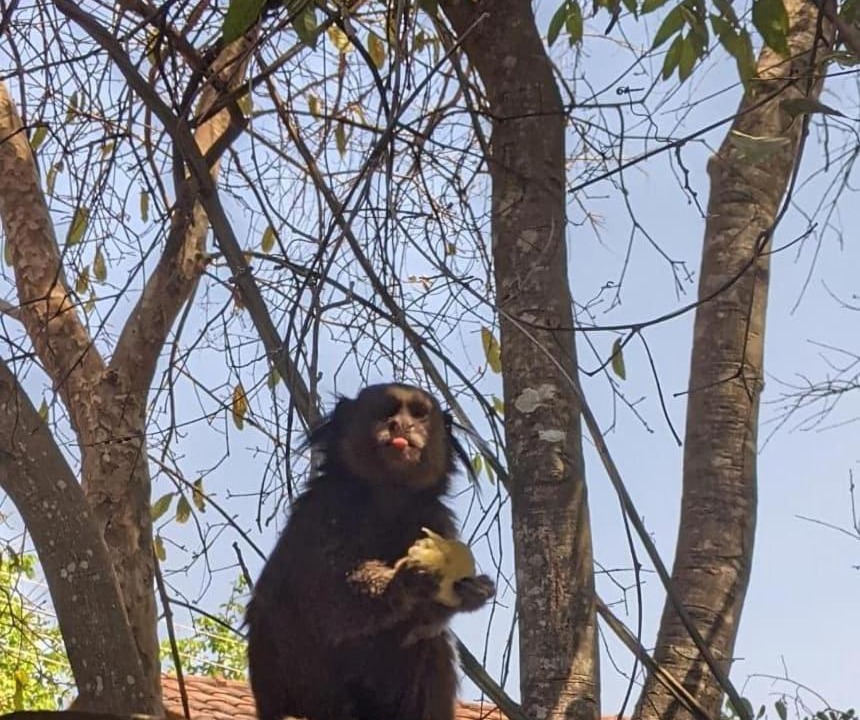 Photo of Others in Pirenopolis
