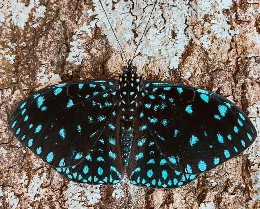 Photo of Others in Pirenopolis