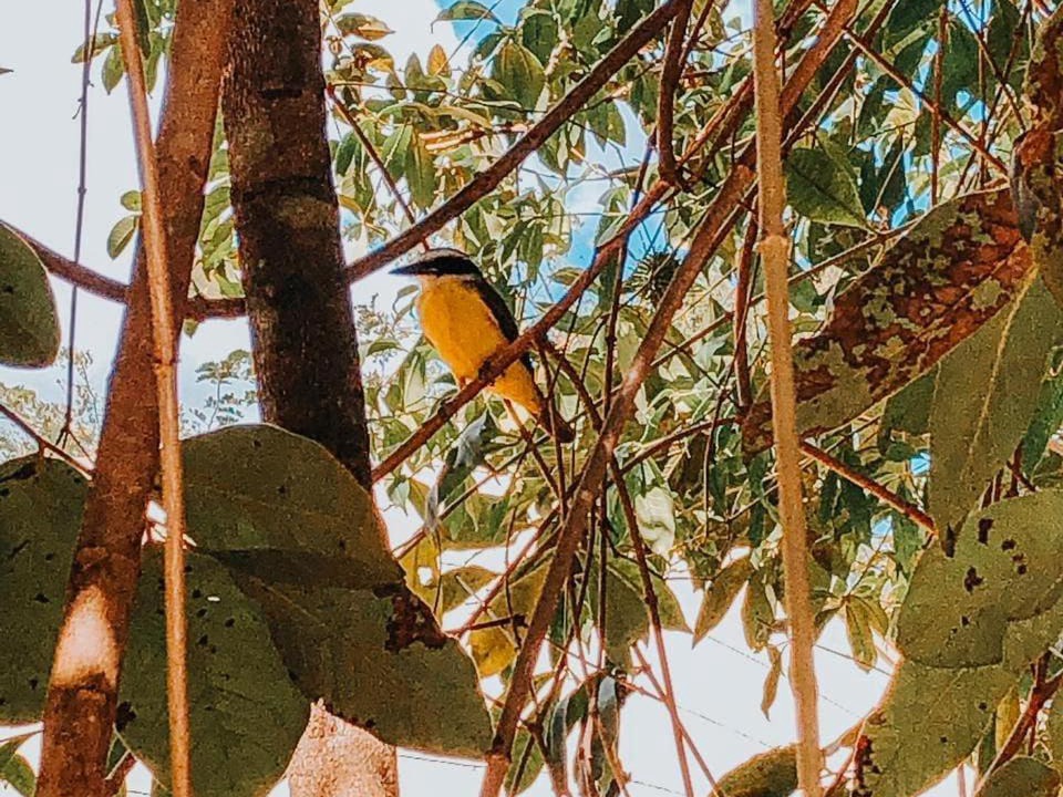Photo of Others in Pirenopolis