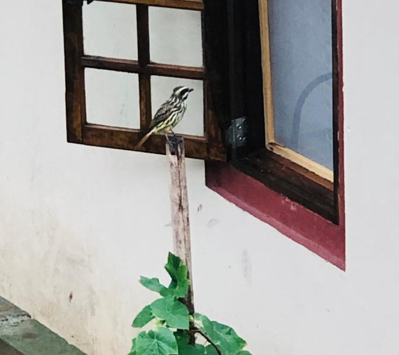 Photo of Others in Santana de Parnaiba
