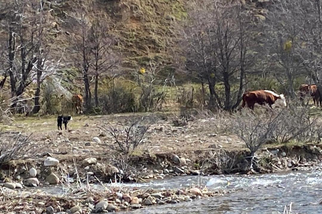 Photo of Others in Los Alerces National Park