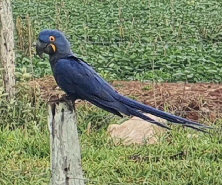 Photo of Others in Bonito