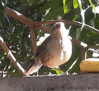 Photo of Others in Campinas