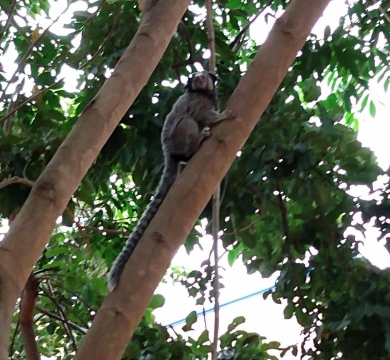 Photo of Others in Mambai