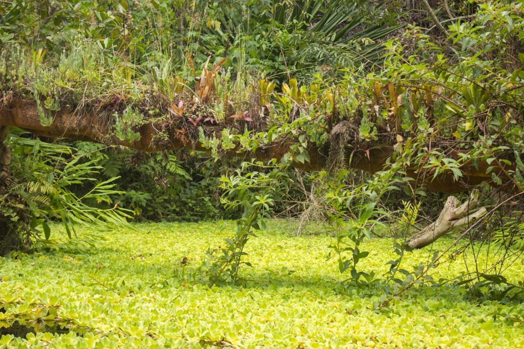 Photo of Others in Igatu