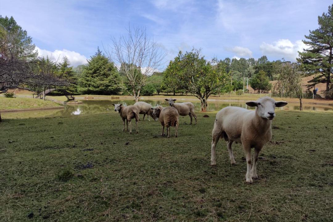 Photo of Others in Treze Tilias