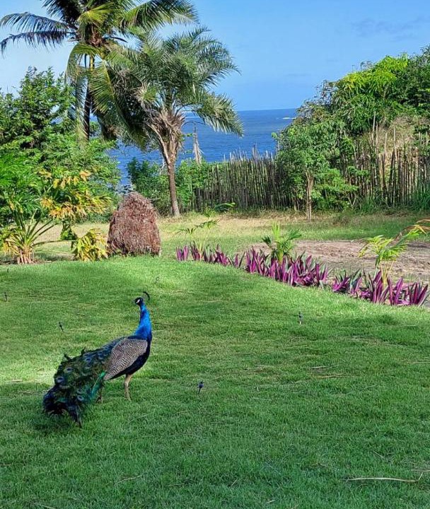 Photo of Others in Coruripe