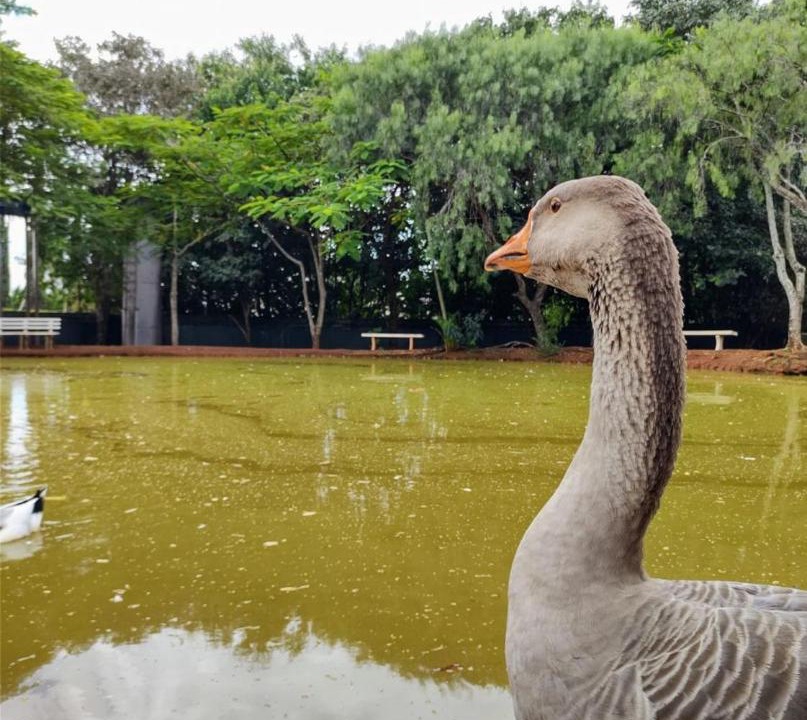 Photo of Others in Jardim Paineiras