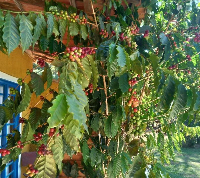 Photo of Others in Pinhalzinho