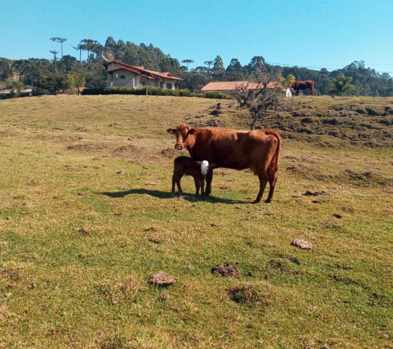 Photo of Others in Urubici