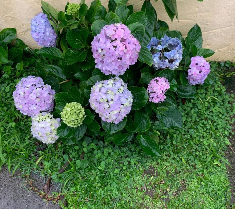 Photo of Outdoor in Jardim Virginia