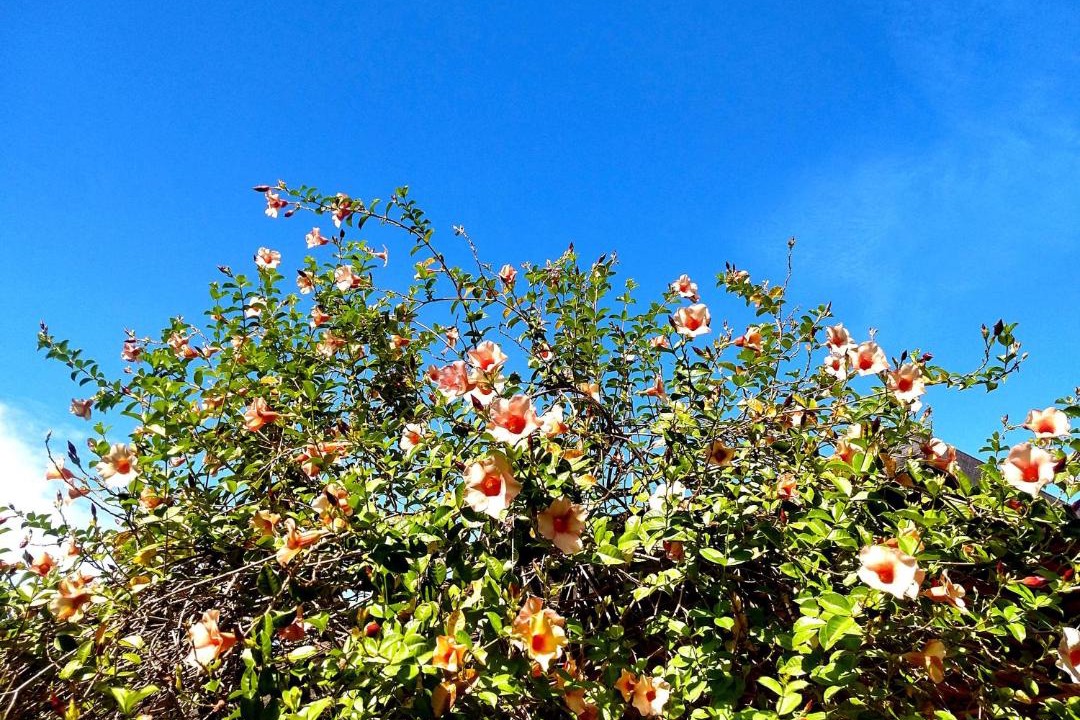 Photo of Outdoor in Alvorada