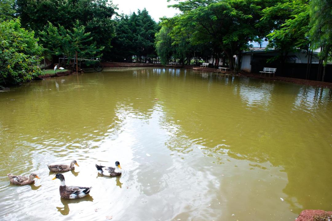 Photo of Others in Jardim Paineiras