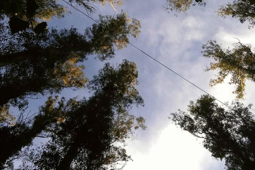 Photo of Others in Bosque Peralta Ramos