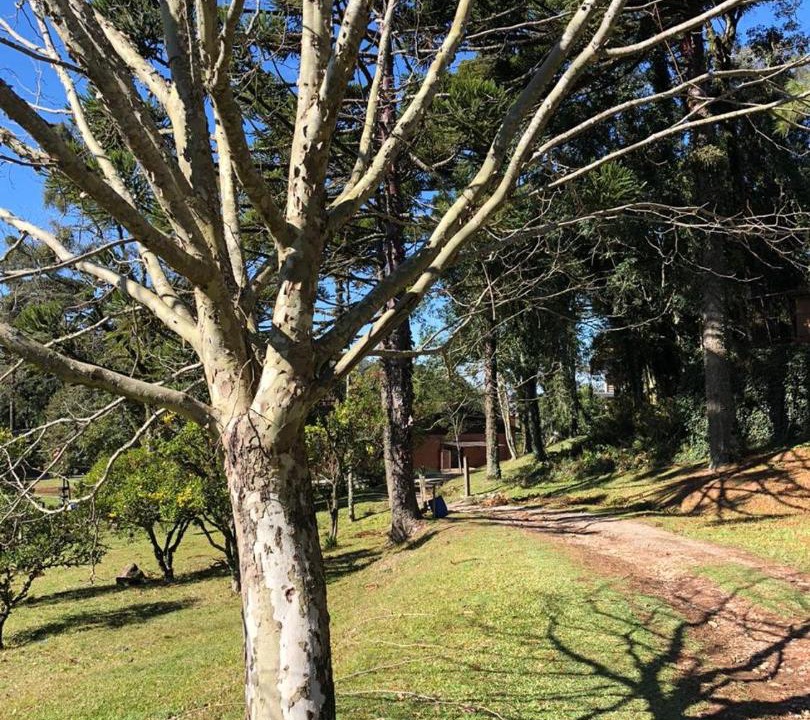 Photo of Others in Floresta