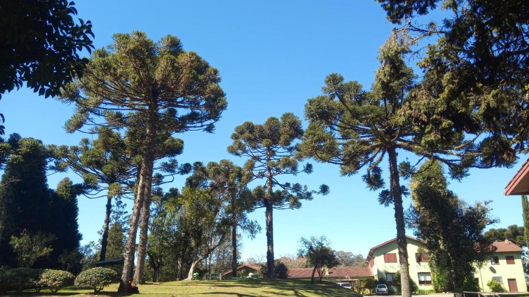 Photo of Others in Floresta