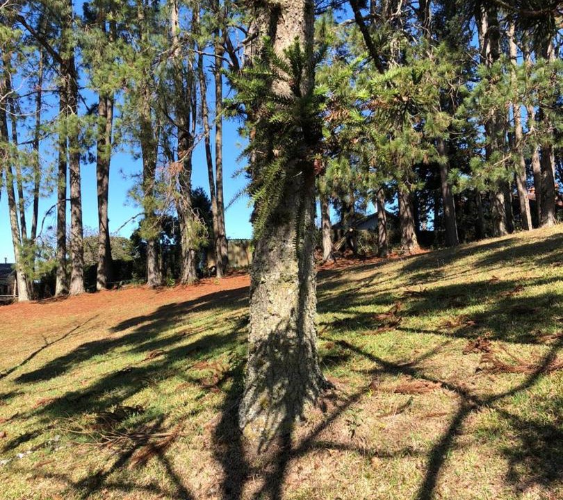 Photo of Others in Floresta