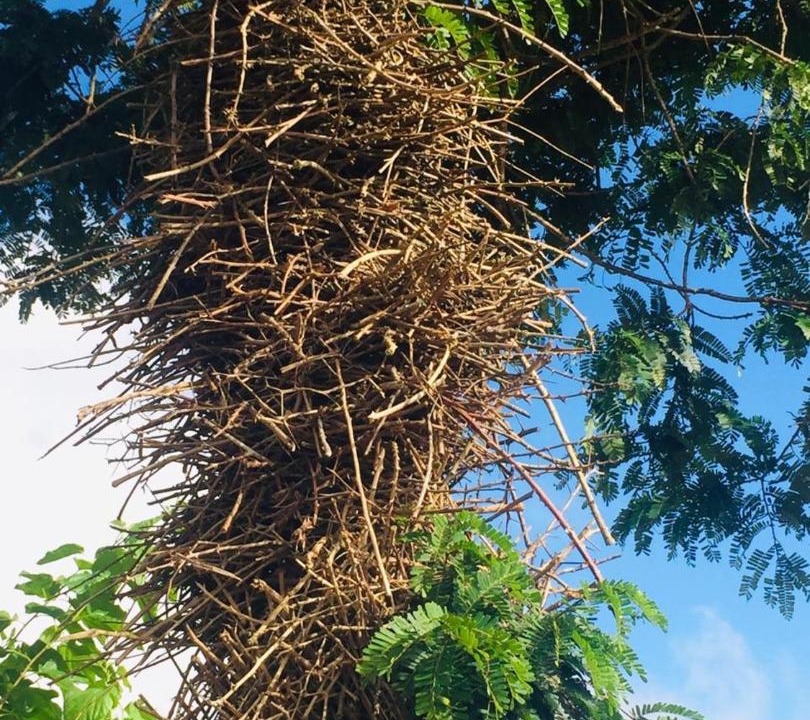 Photo of Others in Piloes