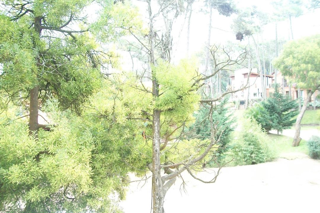Photo of Others in Carilo