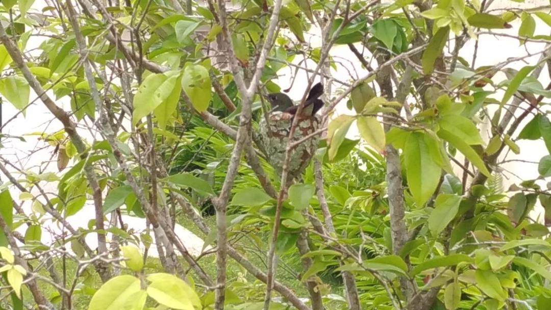 Photo of Others in Sao Lourenco